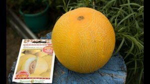 Как правильно вырастить дыню в теплице из поликарбоната