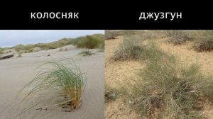 Окружающий мир 4 класс ч.1, тема урока "В жаркой пустыне", с.94-97, программа Перспектива.