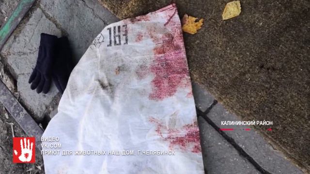 Умирающая собака почти 8 часов пролежала на крыльце приюта смотреть онлайн