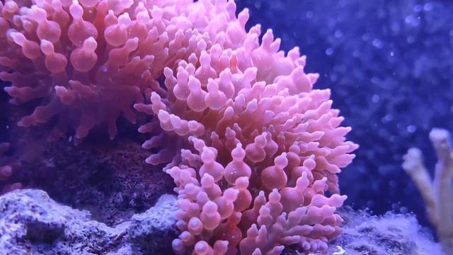 How to Care for Rose Bubble Tip Anemone #aquarium #reef #saltwatertank #anemone #reeftank смотреть онлайн