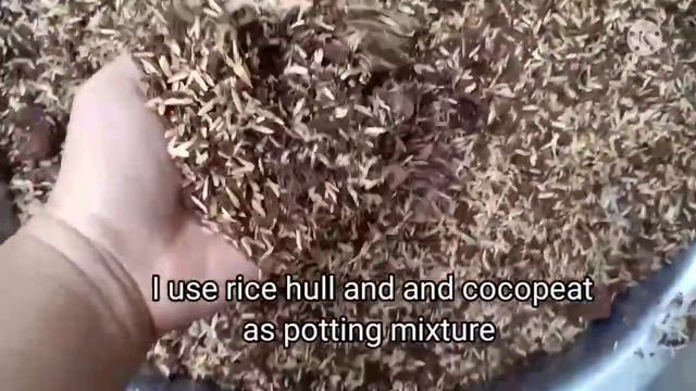 Anthurium Radicans Propagation And Care(With English Subs)