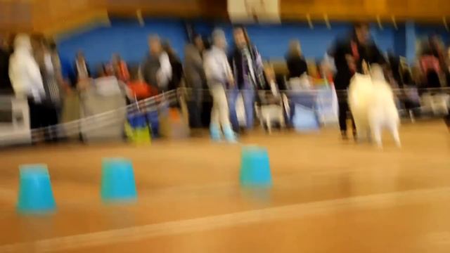Голден Ретривер Миасс 1 февраля 2015 победит чемпионысуки смотреть онлайн