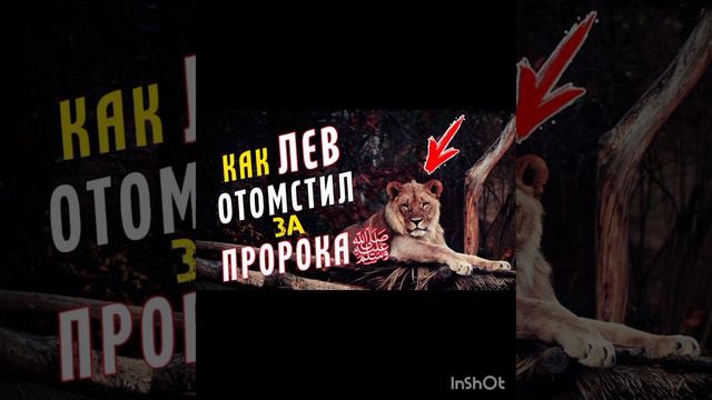 Как лев отомстил за пророка Мухаммада (С.А.В.) смотреть онлайн