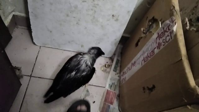 Карлуша искупалась а это значит потеплеет и будет 🌙 и 🔯 а как расцветёт появится ☀️ 4 мая ... смотреть онлайн