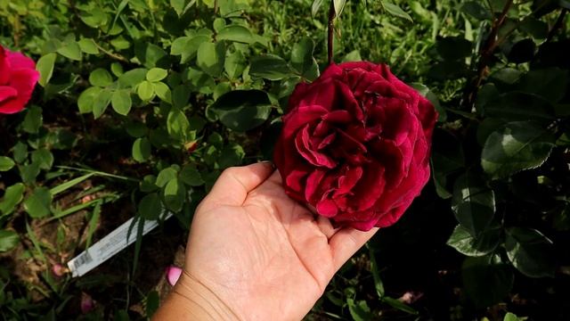 Обзор английской розы - Зе Принц ( The Prince) - Дэвид Остин смотреть онлайн