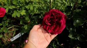 Обзор английской розы - Зе Принц ( The Prince) - Дэвид Остин