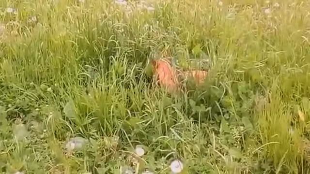 Зоотовары. Зоотовары от Лены гарантия лучшей цены. смотреть онлайн