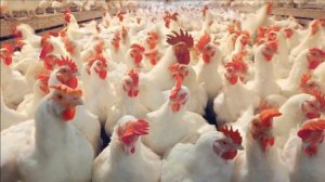 Разведение кур бройлеров кобб 500 как бизнес идея | Бройлер кобб 500 | Куры бройлеры