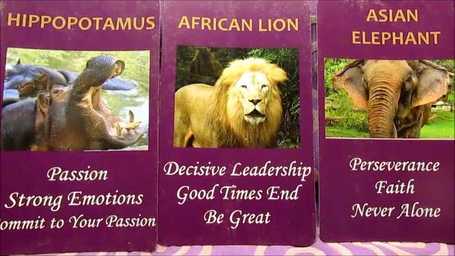 Monthly Forecast for January 2018 Animal Wisdom Oracle Cards смотреть онлайн