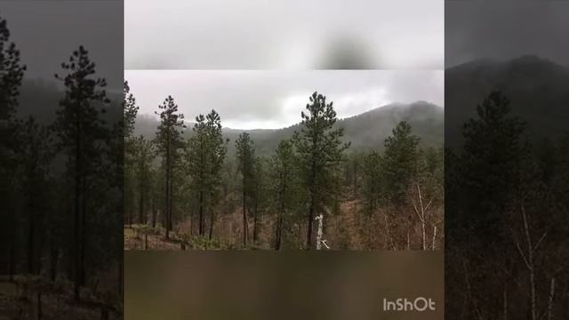 Answer: Do male and female big horn sheep have horns? смотреть онлайн