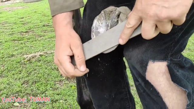Туман Едим на Расчистку копыт жеребенка Кабардинской пароды Аладжа смотреть онлайн