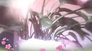 Дримиопсис "лягушатник". Особенности ухода.