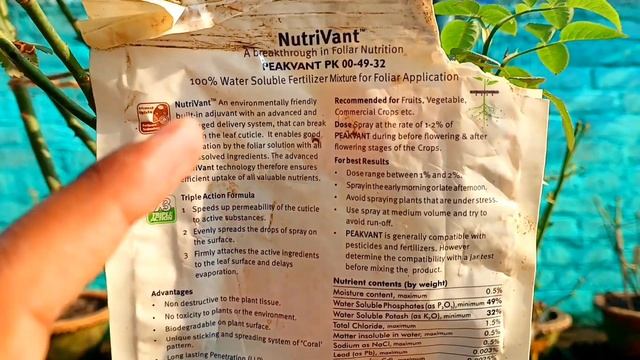 गुलाब में अनगिनत बड़े बड़े फूल पायें एक NPK 0 49.32 से смотреть онлайн