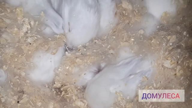 Милота в Ленту l Кролики в СПб l Калифы Хиколь НЗБ l Californian Hycole NZ rabbits for sale смотреть онлайн
