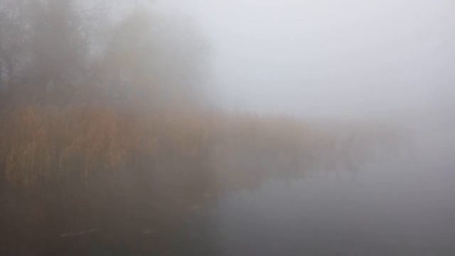 Выезд за грибами!))Туман жесть!) смотреть онлайн