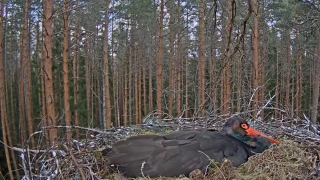 Черный аист . Что за треск в лесу? What's that knocking in the woods? смотреть онлайн