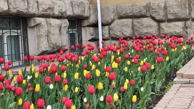 Тюльпаны . Владивосток смотреть онлайн