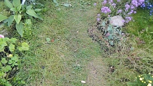 Полевица побегоносная