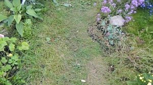 Полевица побегоносная