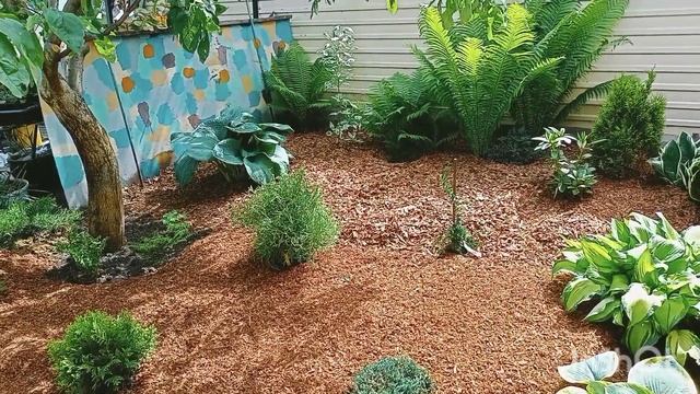 Замульчировала корой хвойный уголок и будущий розарий. смотреть онлайн
