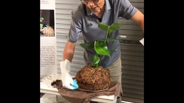 Kokedama Kingsize the new and easy way to make смотреть онлайн