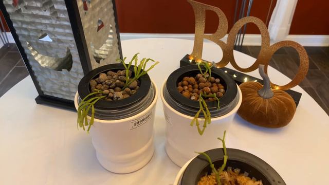 Self-Watering Update смотреть онлайн