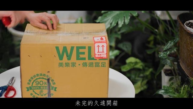 蒔花記 第六十日 (暫別篇) | 銅鏡觀音蓮 Alocasia Cuprea | Flower Diary Day 60 смотреть онлайн