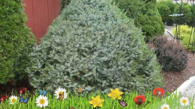 Ель сербская Нана ? Обзор: посадка и уход. саженцы, крупномеры ели Нана: описание и особенности смотреть онлайн