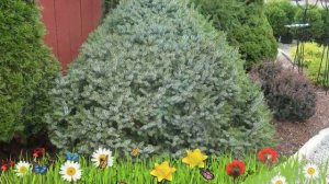 Ель сербская Нана ? Обзор: посадка и уход. саженцы, крупномеры ели Нана: описание и особенности