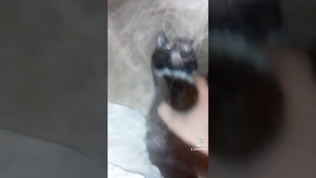 кот кобейн биколор смотреть онлайн