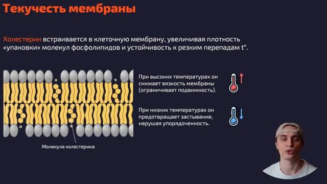 Цитология. Фагоцитоз и другие функции мембран клеток. смотреть онлайн