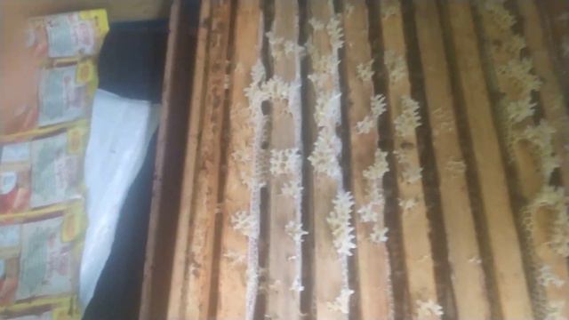 Пчеловодство. Медосбор с акации 2021 г. закончился. Результат!!! смотреть онлайн