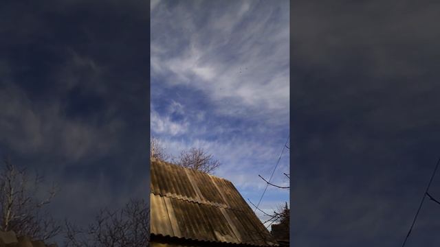 николаевские голуби 21.11.21 смотреть онлайн