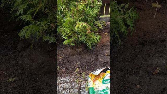 Посадка туй в Москва ч.2 тел. +79990008108 смотреть онлайн