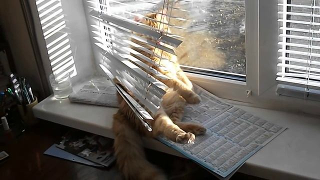 Жалюзи? Какие жалюзи?)) (умный кот) смотреть онлайн