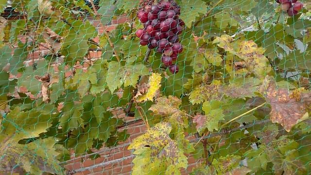 Урожай граната в Краснодарском крае,урожай 2022 года смотреть онлайн