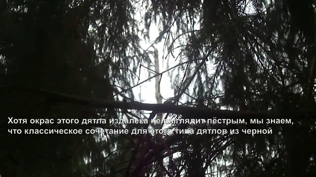 Большой пёстрый дятел весной в Одинцовском лесу смотреть онлайн