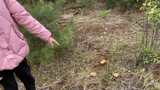 Пошли погулять в лес... принесли ведро грибов маслят. Вот это приятно смотреть онлайн