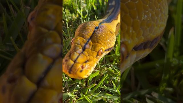 Such a tame python. ? #petsnake #snake #reticulatedpython смотреть онлайн