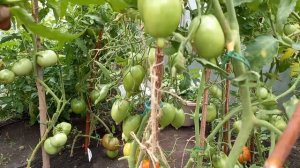 Томат ЛЕГЕНДА ТАРАСЕНКО, очень урожайная лиана, томаты идеальны для консервирования