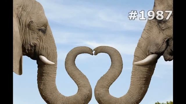 #1987. Слоны (В мире животных) смотреть онлайн