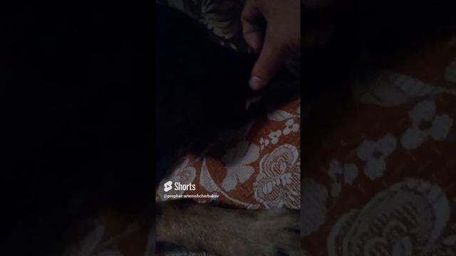 0.34.ТЯНУ УСЫ. ДИВАН.-. × №405. darick.PROPHET. SHCHERBAKOV. ЩЕРБАКОВ АРТЕМ. DOG. СОБАКА.