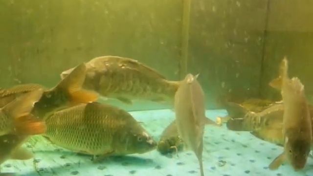 Карпы, раки и крабы. смотреть онлайн