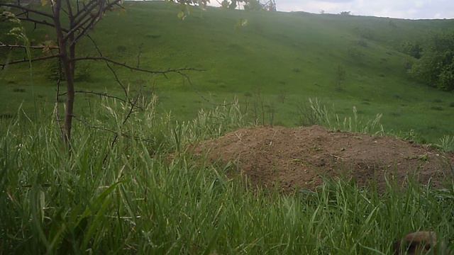 сурок изучает фото ловушку смотреть онлайн
