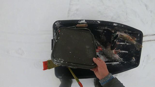 Ловля щуки и судака на жерлицы Аэлита. Рассказываем все тонкости и нюансы. смотреть онлайн