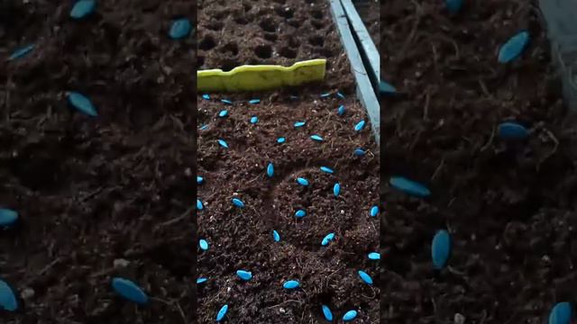 сею огурцы смотреть онлайн