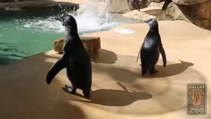 Первый заплыв братьев пингвинят смотреть онлайн