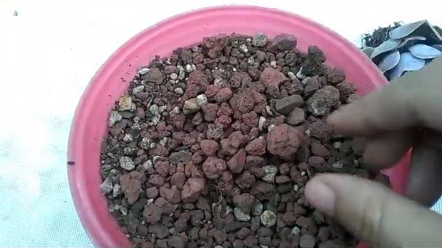 RESCATANDO SUCULENTAS | ECHEVERIA LILACINA | TLALI смотреть онлайн