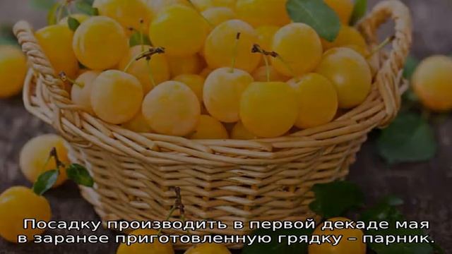 Алыча: описание сортов смотреть онлайн