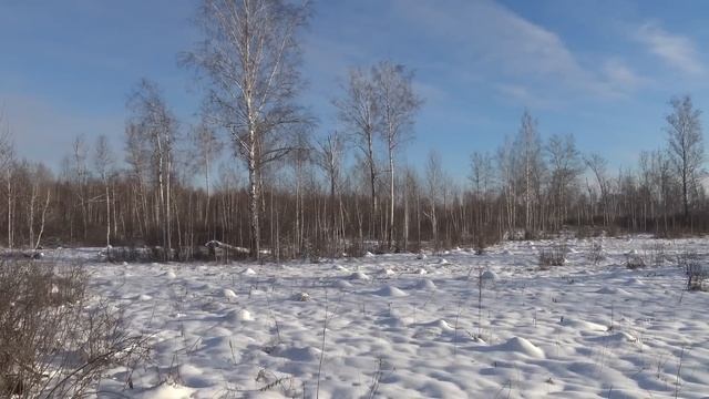 Охота на лося загоном. Первый опыт. Первый лось! смотреть онлайн